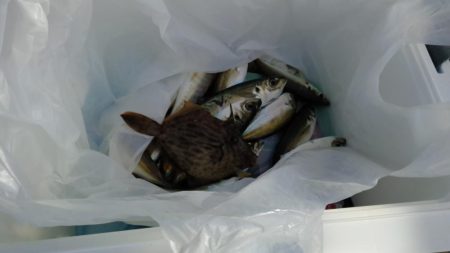 アジは好調（但しサイズはあともうちょっと）下関フィッシングパーク